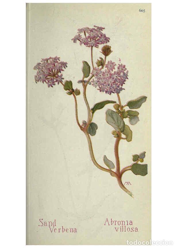 Collectionnisme de Revues et Journaux: Reproducci&oacute;n/Reproduction 6260570036: Field book of western wild flowers London,C. [sic] P. Putnam's