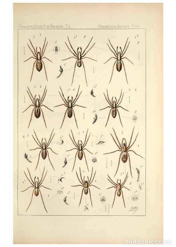 Collectionnisme de Revues et Journaux: Reproducci&oacute;n/Reproduction 6258274160: Les arachnides de Belgique. ptie. 1; plates 1 Bruxelles :F. Ha