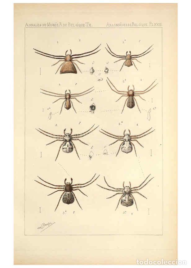 Collectionnisme de Revues et Journaux: Reproducci&oacute;n/Reproduction 6258279084: Les arachnides de Belgique. ptie. 1; plates 1 Bruxelles :F. Ha