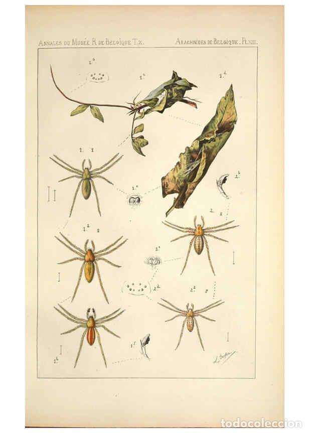 Collectionnisme de Revues et Journaux: Reproducci&oacute;n/Reproduction 6258275888: Les arachnides de Belgique. ptie. 1; plates 1 Bruxelles :F. Ha