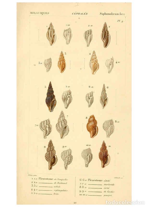 Collectionnisme de Revues et Journaux: Reproducci&oacute;n/Reproduction 6260676612: Malacozoaires, ou, Animaux mollusques A Paris :Chez F.-G. Levr