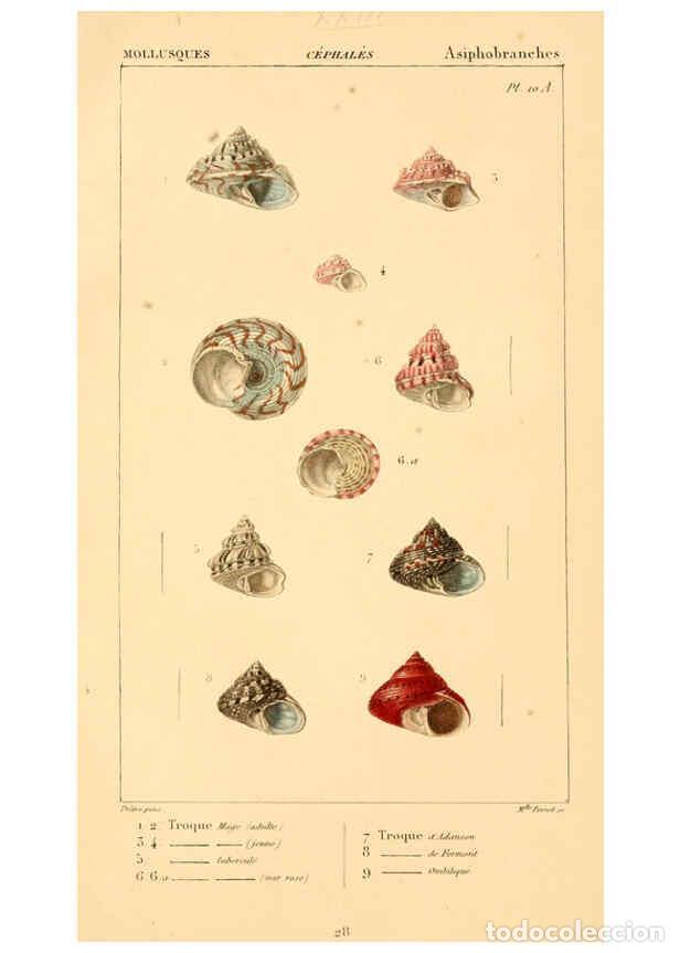 Collectionnisme de Revues et Journaux: Reproducci&oacute;n/Reproduction 6260681372: Malacozoaires, ou, Animaux mollusques A Paris :Chez F.-G. Levr