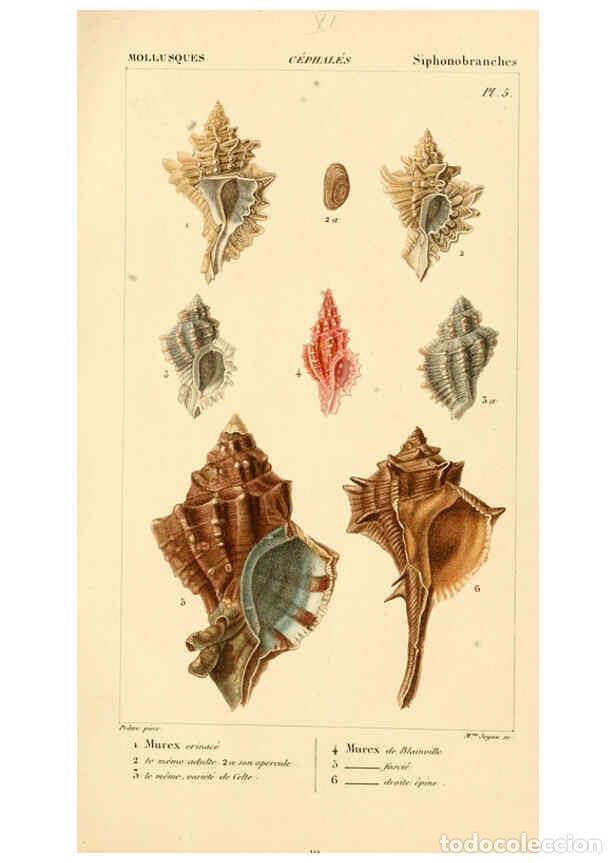 Collectionnisme de Revues et Journaux: Reproducci&oacute;n/Reproduction 6260677860: Malacozoaires, ou, Animaux mollusques A Paris :Chez F.-G. Levr