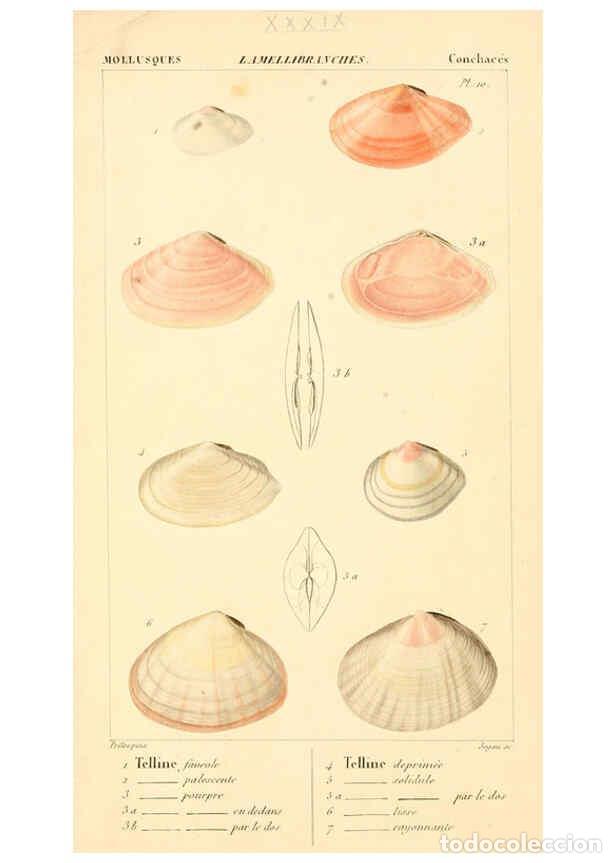 Collectionnisme de Revues et Journaux: Reproducci&oacute;n/Reproduction 6260684370: Malacozoaires, ou, Animaux mollusques A Paris :Chez F.-G. Levr