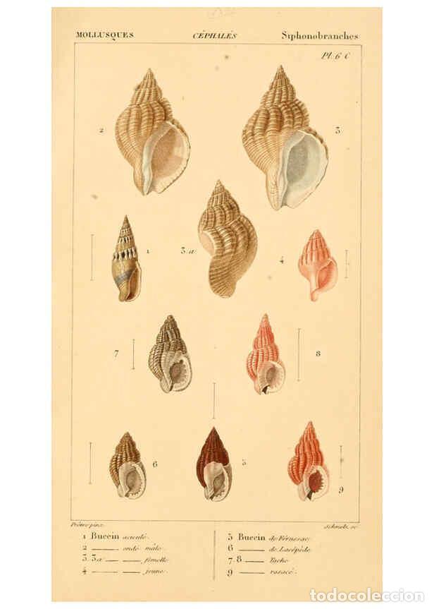 Collectionnisme de Revues et Journaux: Reproducci&oacute;n/Reproduction 6260678864: Malacozoaires, ou, Animaux mollusques A Paris :Chez F.-G. Levr