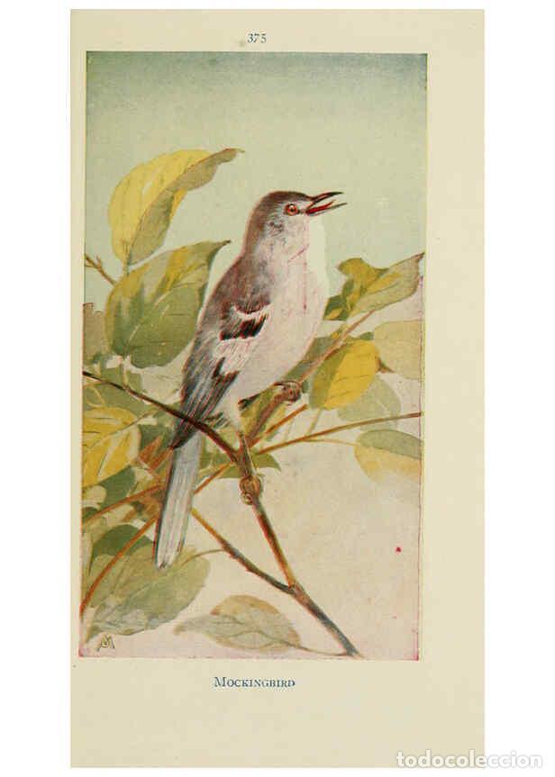 Collectionnisme de Revues et Journaux: Reproducci&oacute;n/Reproduction 6260628956: Field book of wild birds and their music London,G.P. Putnam's