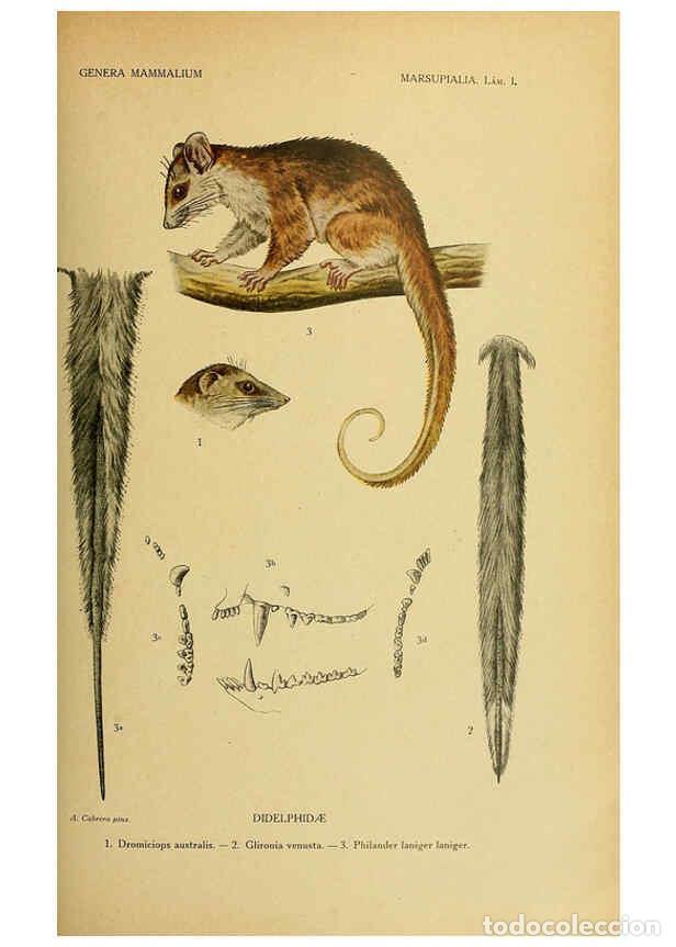 Collectionnisme de Revues et Journaux: Reproducci&oacute;n/Reproduction 6260710210: Genera mammalium Madrid,1919 - Angel Cabrera