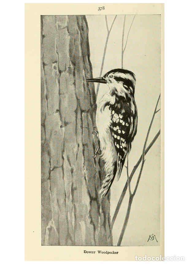 Collectionnisme de Revues et Journaux: Reproducci&oacute;n/Reproduction 6260103657: Field book of wild birds and their music London,G.P. Putnam's