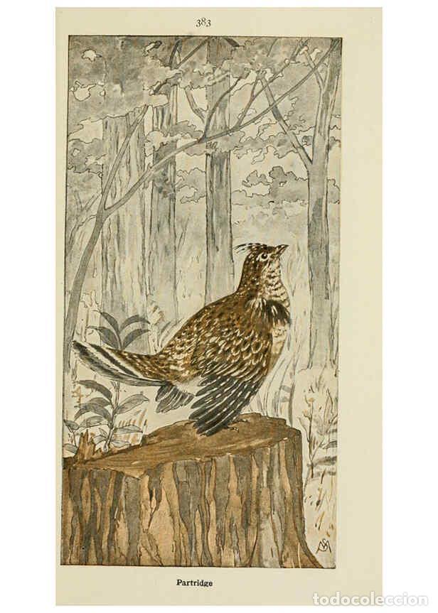 Collectionnisme de Revues et Journaux: Reproducci&oacute;n/Reproduction 6260104723: Field book of wild birds and their music London,G.P. Putnam's