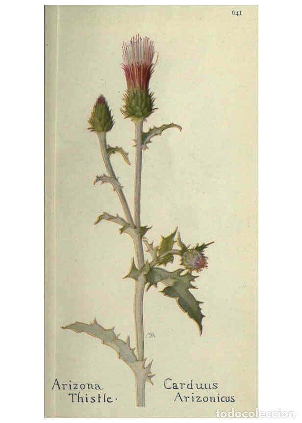 Collectionnisme de Revues et Journaux: Reproducci&oacute;n/Reproduction 6260052501: Field book of western wild flowers London,C. [sic] P. Putnam's