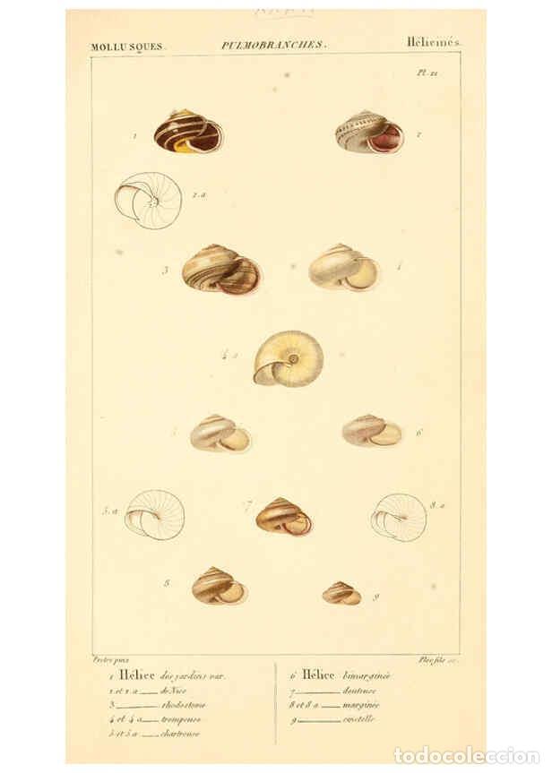Collectionnisme de Revues et Journaux: Reproducci&oacute;n/Reproduction 6260683046: Malacozoaires, ou, Animaux mollusques A Paris :Chez F.-G. Levr