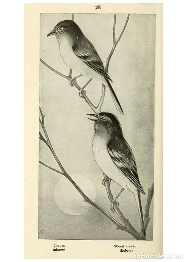 Collectionnisme de Revues et Journaux: Reproducci&oacute;n/Reproduction 6260631642: Field book of wild birds and their music London,G.P. Putnam's