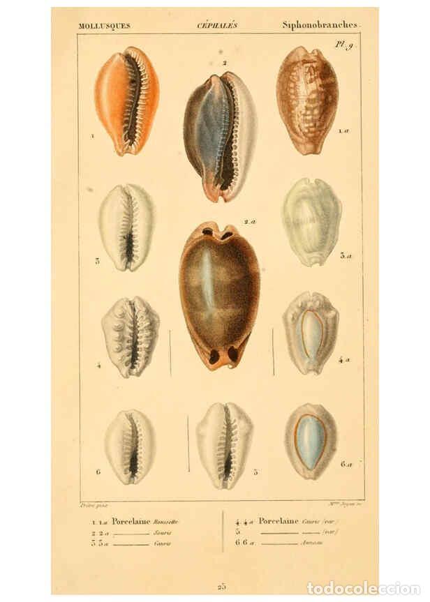 Collectionnisme de Revues et Journaux: Reproducci&oacute;n/Reproduction 6260680686: Malacozoaires, ou, Animaux mollusques A Paris :Chez F.-G. Levr