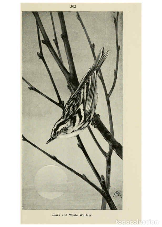 Collectionnisme de Revues et Journaux: Reproducci&oacute;n/Reproduction 6260632562: Field book of wild birds and their music London,G.P. Putnam's