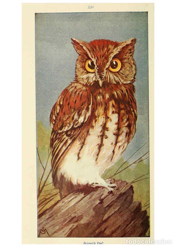 Collectionnisme de Revues et Journaux: Reproducci&oacute;n/Reproduction 6260093557: Field book of wild birds and their music London,G.P. Putnam's