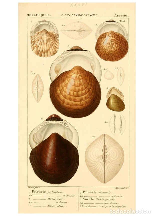 Collectionnisme de Revues et Journaux: Reproducci&oacute;n/Reproduction 6260157313: Malacozoaires, ou, Animaux mollusques A Paris :Chez F.-G. Levr