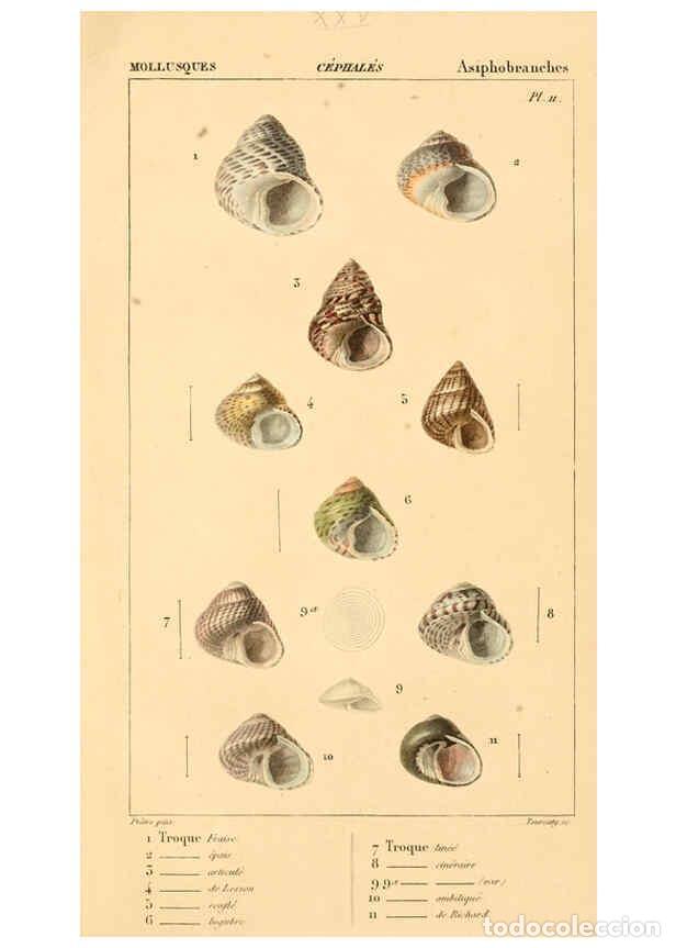 Collectionnisme de Revues et Journaux: Reproducci&oacute;n/Reproduction 6260155245: Malacozoaires, ou, Animaux mollusques A Paris :Chez F.-G. Levr