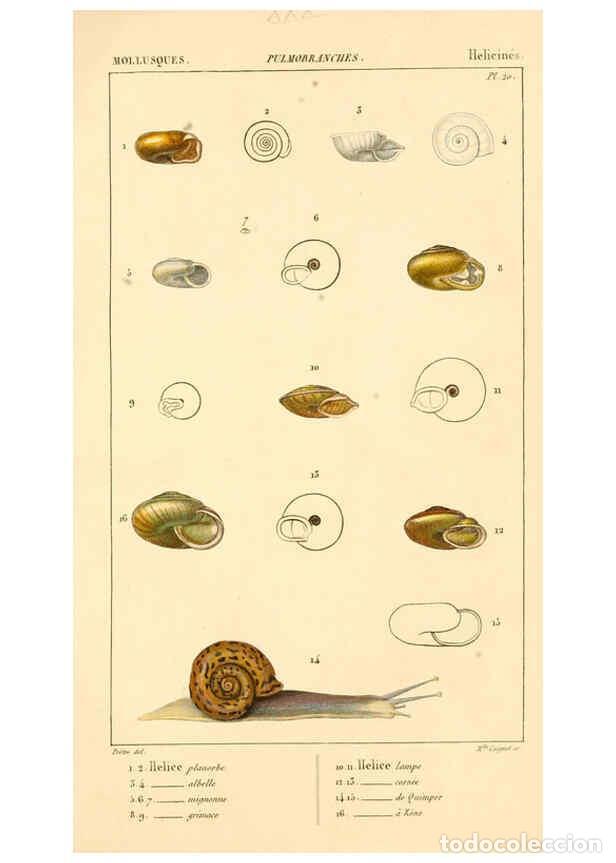 Collectionnisme de Revues et Journaux: Reproducci&oacute;n/Reproduction 6260682692: Malacozoaires, ou, Animaux mollusques A Paris :Chez F.-G. Levr