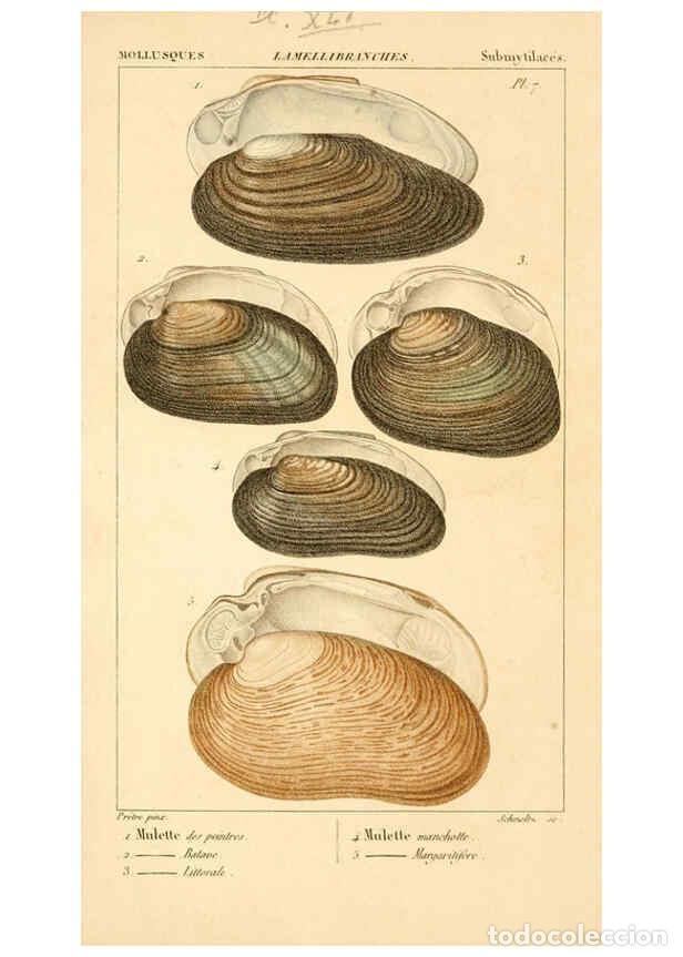 Collectionnisme de Revues et Journaux: Reproducci&oacute;n/Reproduction 6260158299: Malacozoaires, ou, Animaux mollusques A Paris :Chez F.-G. Levr