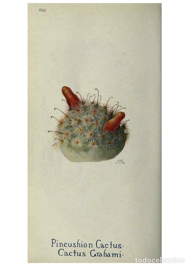 Collectionnisme de Revues et Journaux: Reproducci&oacute;n/Reproduction 6260573666: Field book of western wild flowers London,C. [sic] P. Putnam's