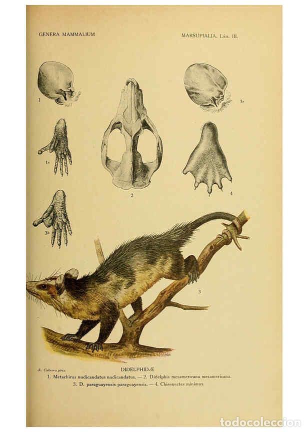 Collectionnisme de Revues et Journaux: Reproducci&oacute;n/Reproduction 6260183813: Genera mammalium Madrid,1919 - Angel Cabrera