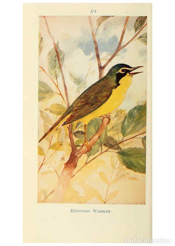 Collectionnisme de Revues et Journaux: Reproducci&oacute;n/Reproduction 6260628804: Field book of wild birds and their music London,G.P. Putnam's