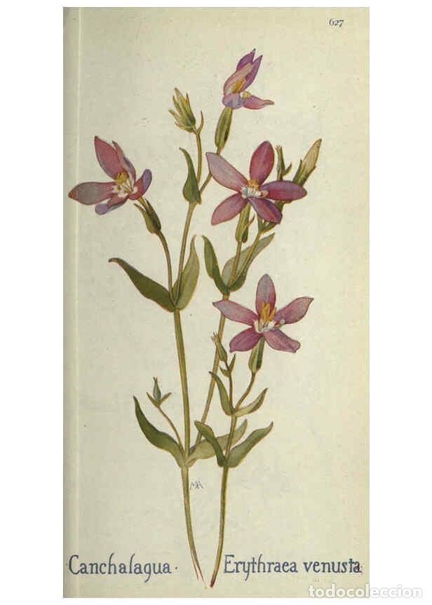 Collectionnisme de Revues et Journaux: Reproducci&oacute;n/Reproduction 6260049367: Field book of western wild flowers London,C. [sic] P. Putnam's