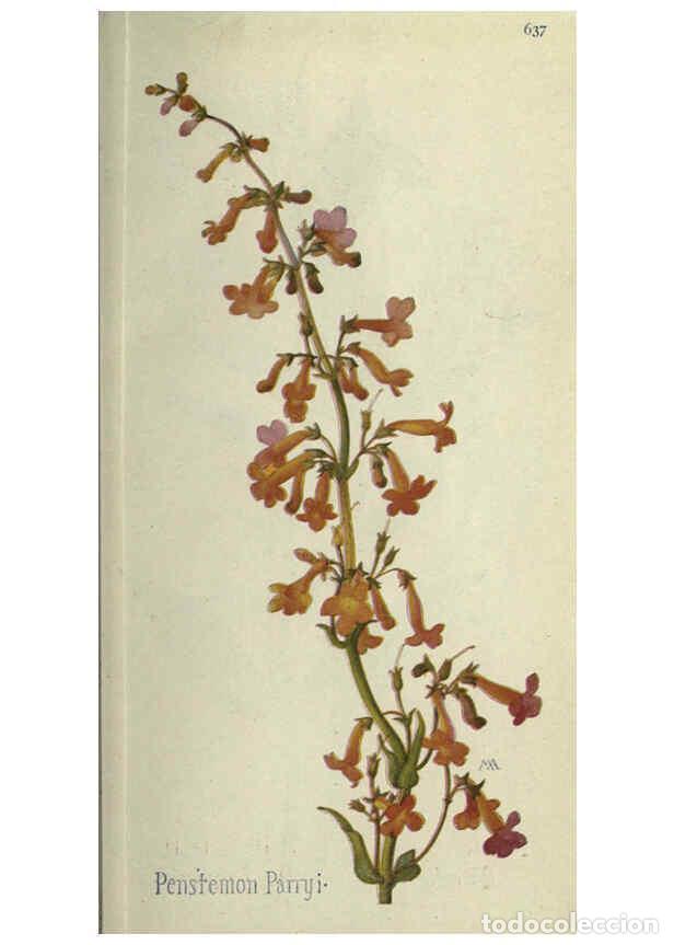 Collectionnisme de Revues et Journaux: Reproducci&oacute;n/Reproduction 6260051391: Field book of western wild flowers London,C. [sic] P. Putnam's