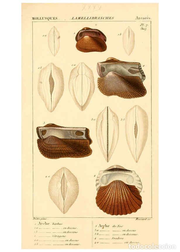 Collectionnisme de Revues et Journaux: Reproducci&oacute;n/Reproduction 6260157093: Malacozoaires, ou, Animaux mollusques A Paris :Chez F.-G. Levr