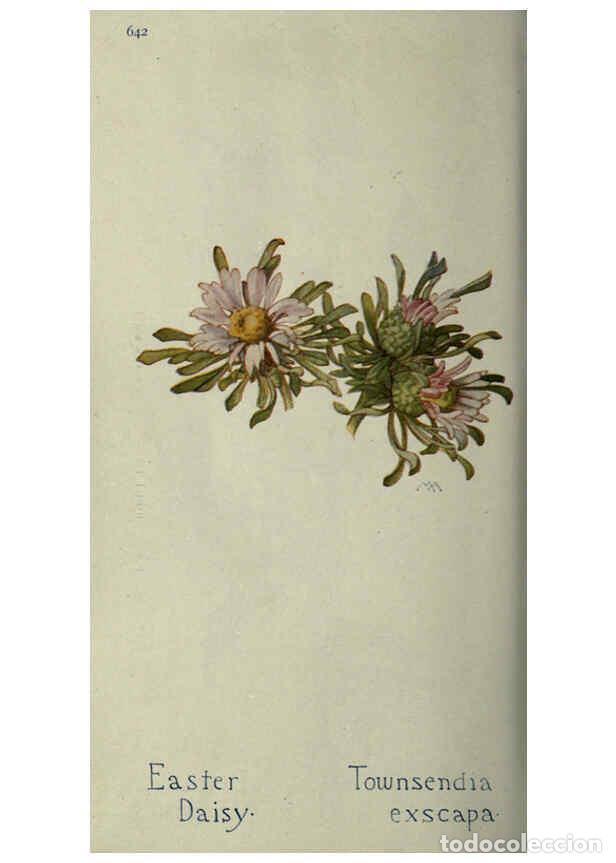 Collectionnisme de Revues et Journaux: Reproducci&oacute;n/Reproduction 6260052767: Field book of western wild flowers London,C. [sic] P. Putnam's