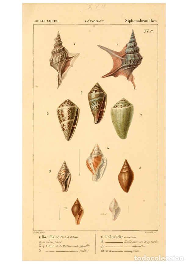 Collectionnisme de Revues et Journaux: Reproducci&oacute;n/Reproduction 6260153565: Malacozoaires, ou, Animaux mollusques A Paris :Chez F.-G. Levr