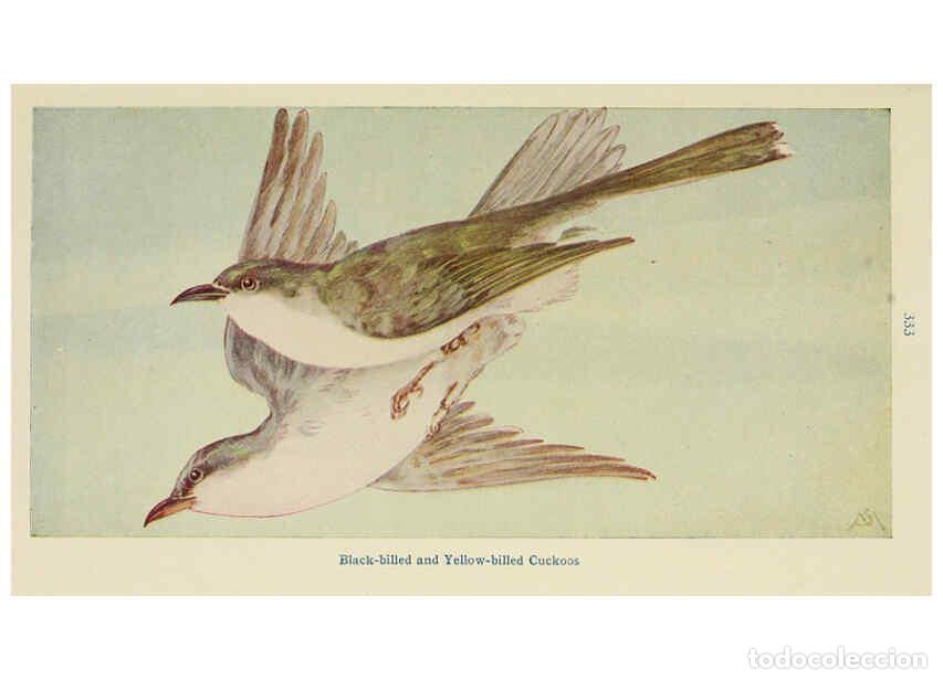 Collectionnisme de Revues et Journaux: Reproducci&oacute;n/Reproduction 6260619644: Field book of wild birds and their music London,G.P. Putnam's