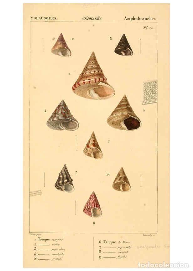 Collectionnisme de Revues et Journaux: Reproducci&oacute;n/Reproduction 6260154575: Malacozoaires, ou, Animaux mollusques A Paris :Chez F.-G. Levr