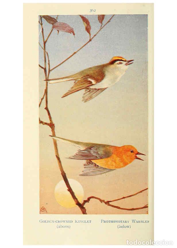 Collectionnisme de Revues et Journaux: Reproducci&oacute;n/Reproduction 6260100207: Field book of wild birds and their music London,G.P. Putnam's