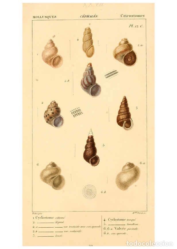 Collectionnisme de Revues et Journaux: Reproducci&oacute;n/Reproduction 6260682158: Malacozoaires, ou, Animaux mollusques A Paris :Chez F.-G. Levr