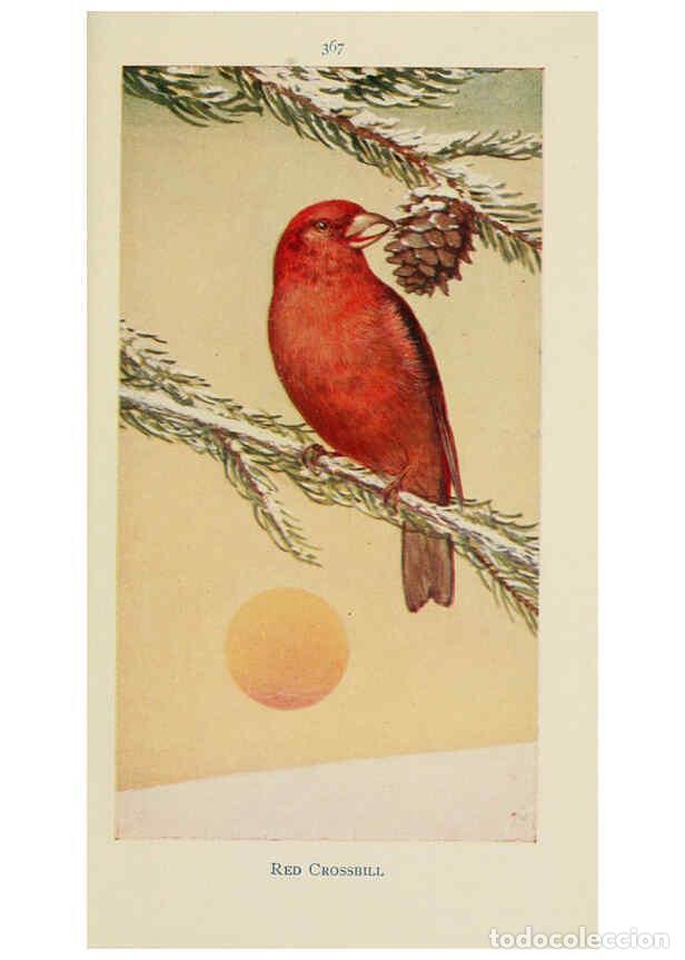 Collectionnisme de Revues et Journaux: Reproducci&oacute;n/Reproduction 6260627312: Field book of wild birds and their music London,G.P. Putnam's