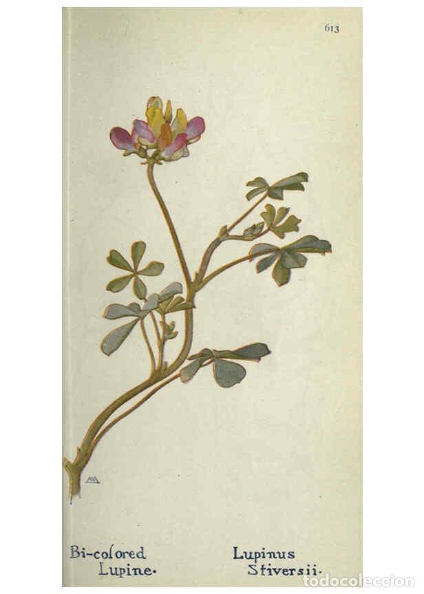 Collectionnisme de Revues et Journaux: Reproducci&oacute;n/Reproduction 6260571770: Field book of western wild flowers London,C. [sic] P. Putnam's