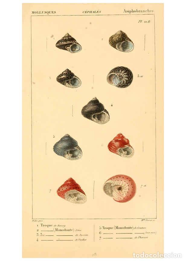 Collectionnisme de Revues et Journaux: Reproducci&oacute;n/Reproduction 6260681592: Malacozoaires, ou, Animaux mollusques A Paris :Chez F.-G. Levr