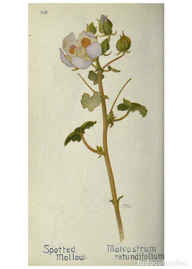 Collectionnisme de Revues et Journaux: Reproducci&oacute;n/Reproduction 6260572910: Field book of western wild flowers London,C. [sic] P. Putnam's