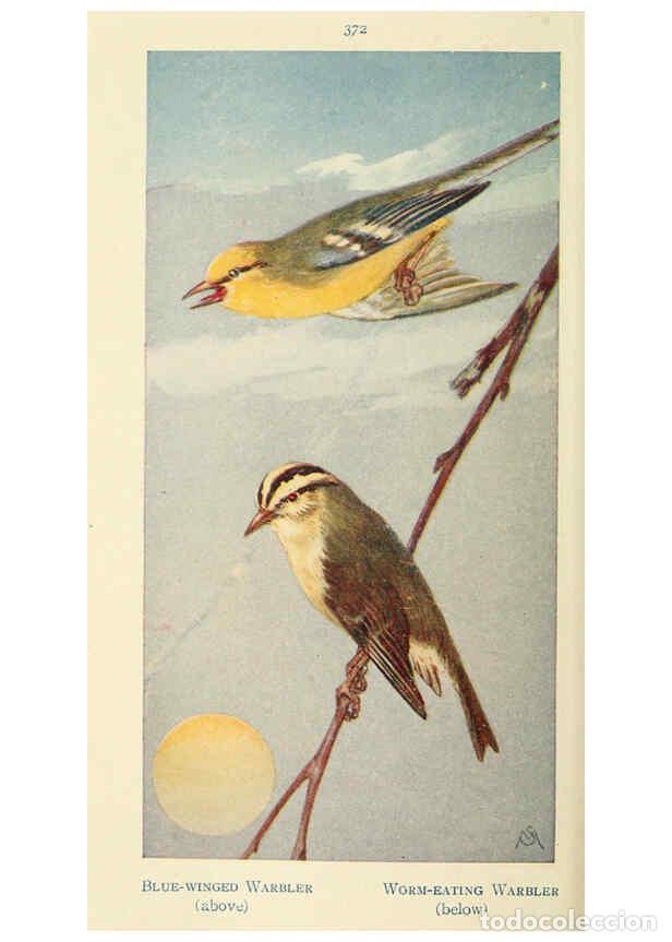 Collectionnisme de Revues et Journaux: Reproducci&oacute;n/Reproduction 6260102469: Field book of wild birds and their music London,G.P. Putnam's