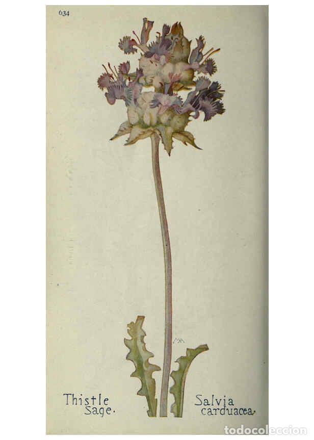 Collectionnisme de Revues et Journaux: Reproducci&oacute;n/Reproduction 6260576510: Field book of western wild flowers London,C. [sic] P. Putnam's