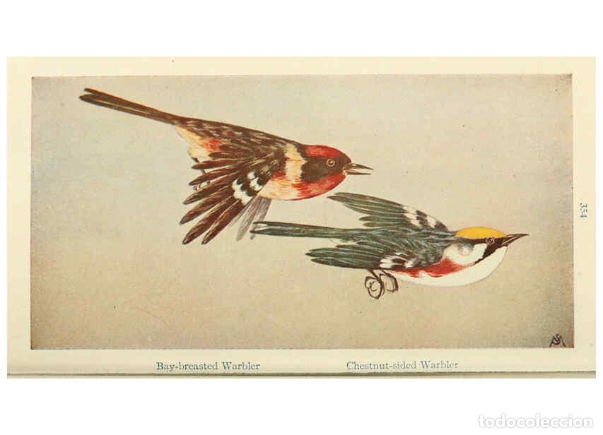 Collectionnisme de Revues et Journaux: Reproducci&oacute;n/Reproduction 6260098297: Field book of wild birds and their music London,G.P. Putnam's