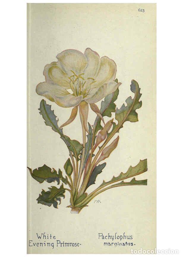 Collectionnisme de Revues et Journaux: Reproducci&oacute;n/Reproduction 6260573916: Field book of western wild flowers London,C. [sic] P. Putnam's