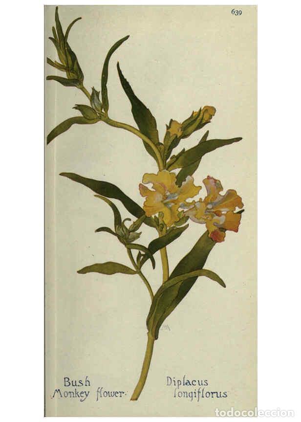 Collectionnisme de Revues et Journaux: Reproducci&oacute;n/Reproduction 6260051915: Field book of western wild flowers London,C. [sic] P. Putnam's