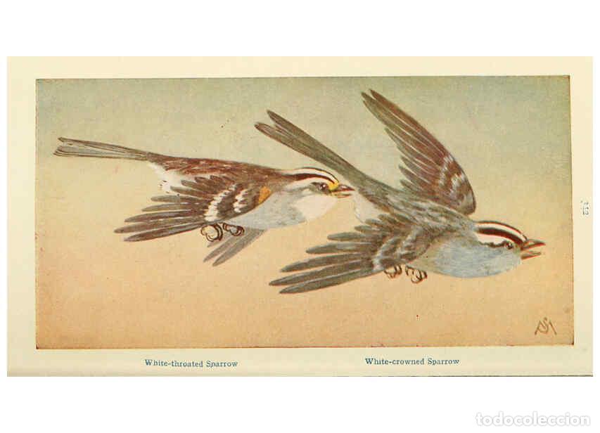 Collectionnisme de Revues et Journaux: Reproducci&oacute;n/Reproduction 6260095761: Field book of wild birds and their music London,G.P. Putnam's