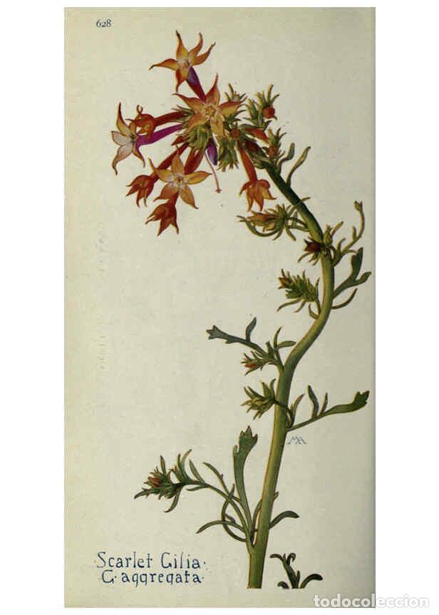 Collectionnisme de Revues et Journaux: Reproducci&oacute;n/Reproduction 6260049581: Field book of western wild flowers London,C. [sic] P. Putnam's