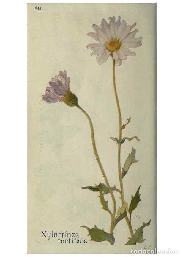 Collectionnisme de Revues et Journaux: Reproducci&oacute;n/Reproduction 6260053149: Field book of western wild flowers London,C. [sic] P. Putnam's