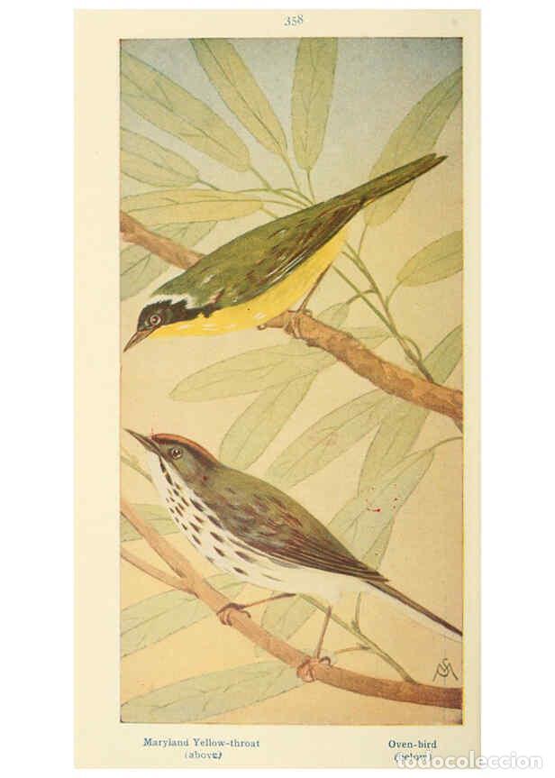 Collectionnisme de Revues et Journaux: Reproducci&oacute;n/Reproduction 6260625110: Field book of wild birds and their music London,G.P. Putnam's