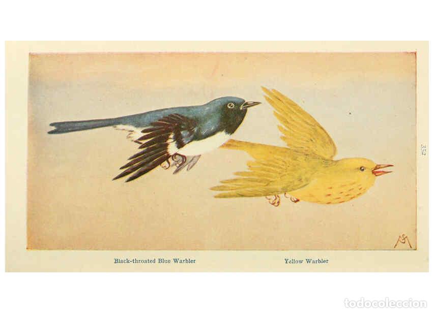 Collectionnisme de Revues et Journaux: Reproducci&oacute;n/Reproduction 6260097853: Field book of wild birds and their music London,G.P. Putnam's