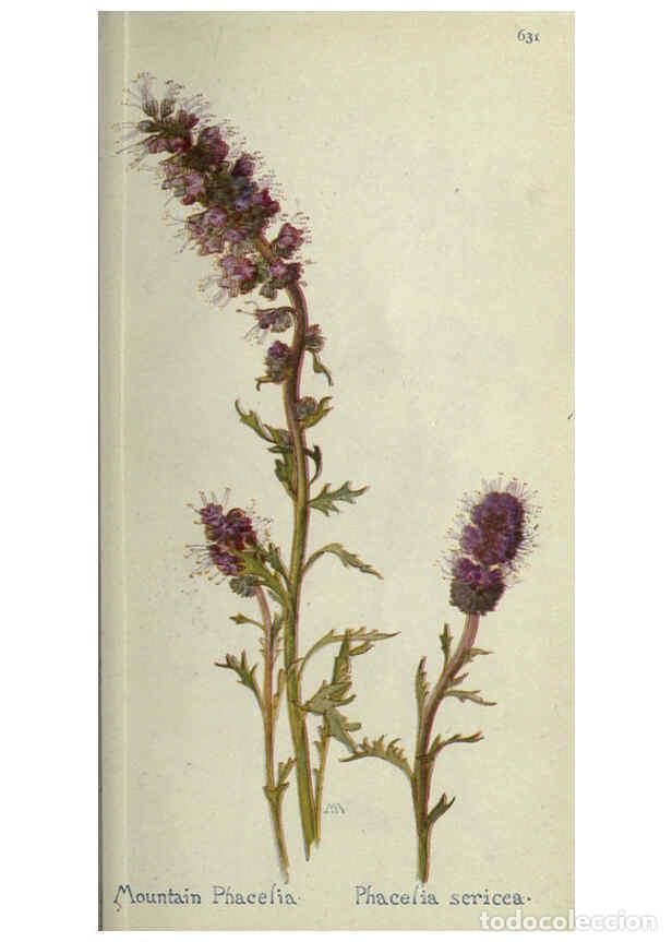 Collectionnisme de Revues et Journaux: Reproducci&oacute;n/Reproduction 6260050163: Field book of western wild flowers London,C. [sic] P. Putnam's